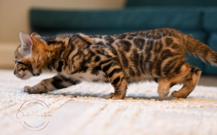Bengal kitten for sale